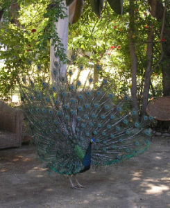 ggc peacock