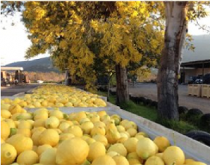 lemon harvest